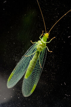 Green lacewing chrysopa Crisopa (Chrysopa sp.)