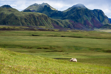 Fototapeta na wymiar Icelandic Sheep Grazing In the Mountains