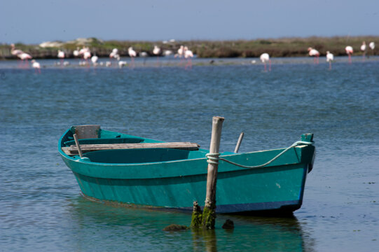 Fenicotteri e barca da pesca in uno stagno nel Sinis. Cabras, OR, Sardinia, Italy