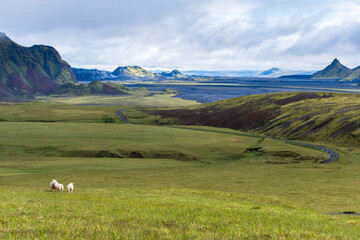 Sheep Walking Through Beautiful Mountain Pasture
