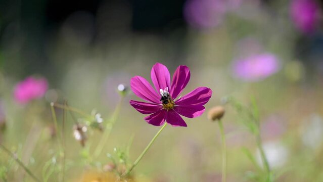 Insecte qui butine une fleur rose dans une prairie fleurie 