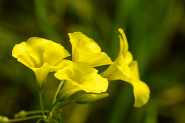 yellow wildflowers on a sunny winter day 9