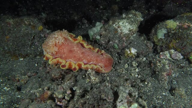 A large red nudibranch sits motionless at night on the rocky bottom of a tropical sea.
Spanish Dancer (Hexabranchus sanguineus) 600 mm. Capable of swimming by body flexions and mantle undulations.