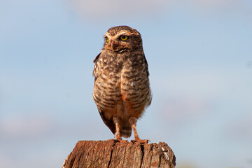 horned owl