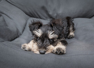 Cute schnauzer puppy lies on the chair