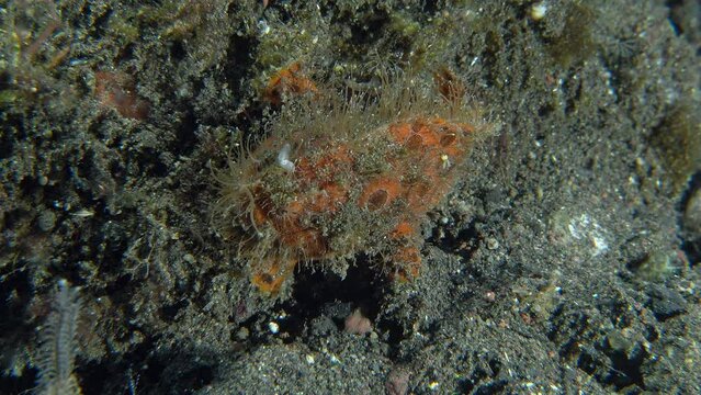 A small hairy frogfish with red spots slowly walks along the rocky bottom of the tropical sea on its fins, merging with it.