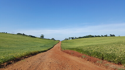 Paisagem com estrada rural passando por entre plantação de soja, e céu azul
