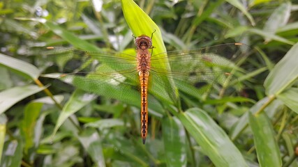 dragonfly - Pantala flavescens Fabrucius