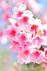 Thailand Sakura pink flower in ChiangMai, Thailand
