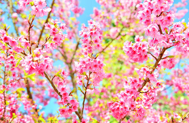 Thailand Sakura pink flower in ChiangMai, Thailand