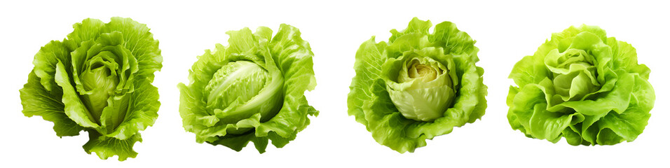 lettuce isolated on a transparent PNG background, white background , Generative Ai