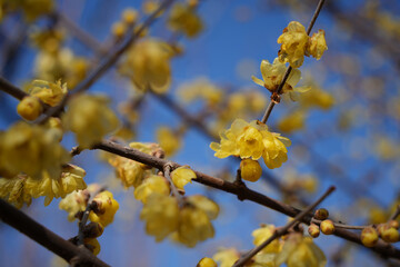 青空に舞うロウバイの花