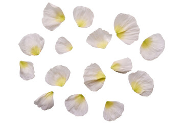 Beautiful White petals of poppy flowers. Set of petals of white flowers. white and yellow gradation...