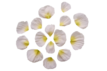 Beautiful White petals of poppy flowers. Set of petals of white flowers. white and yellow gradation petals collection.