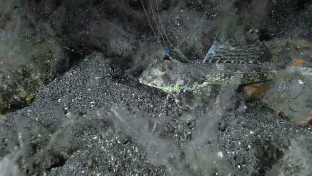 A bizarre fish stands at night on its fins on the seabed among algae with its dorsal fin raised up.
Fingered Dragonet (Dactylopus dactylopus) 15 cm. ID: 1st dorsal fin with filamentous spines (male).