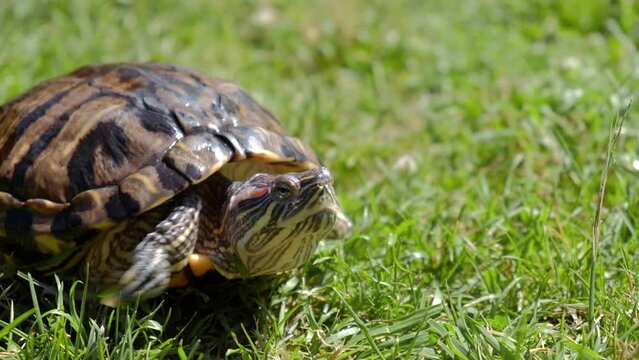 close up red-eared adult turtle crawls on the grass. pet walk. sunbathing in the summer outdoors. side view. selective focus.