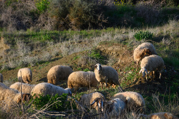 Obraz premium a flock of sheep and goats graze on a field in the village 18