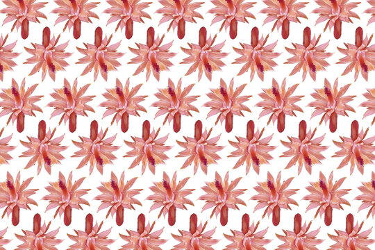 Composição de padrão com flor de cacto rabo de macaco cor-de-rosa, png com fundo transparente.