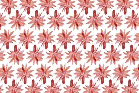 Composição de padrão com flor de cacto rabo de macaco cor-de-rosa, png com fundo transparente.