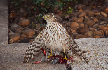 An Eagle looking somewhere after killings its prey
