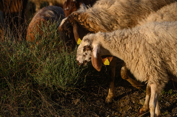 Fototapeta premium a flock of sheep and goats graze on a field in the village 11