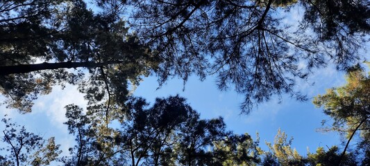 trees and sky