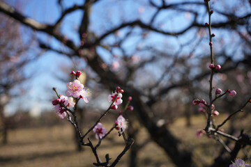 冬の魅力 - ピンクの梅の花