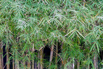 Obraz premium Bamboo plants (Bambusa vulgaris) with green leaves for natural wallpaper