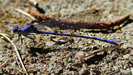 Caballito del diablo o Argia plana
