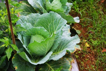 cabbage growing in the garden