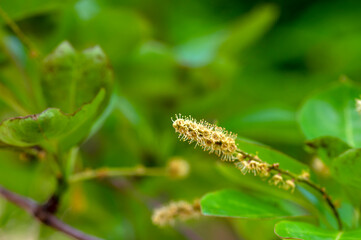 Pohon Joho (Terminalia bellirica) flower known as Bahera or Beleric, green plant with strong offensive smell flowers