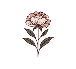 Peony Flower hand drawn marriage illustration vector