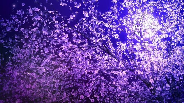 桜の木_横移動_ループ_月と夜桜