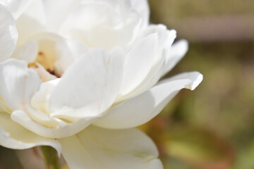 白い花