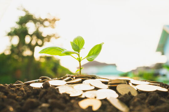 Investment concept, pile of coins with plant on the soil, background of green trees and sunset light.