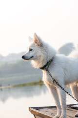 funny samoyed puppy dog in the summer garden on the green grass