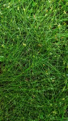 Wild grass splashed by rainwater