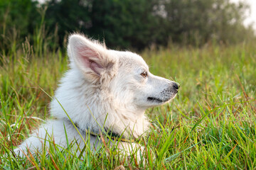 Obraz premium funny samoyed puppy dog in the summer garden on the green grass