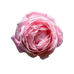 Beautiful pink rose flower blossom in sunny day