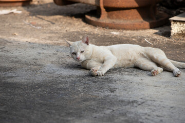 Thai cat lying on the floor in the garden, Thailand.