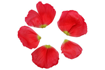 Set of vivid pink petals of poppy flowers. Beautiful pink poppy flower petals collection for design.