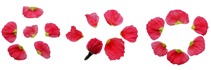 Set of vivid pink petals of poppy flowers. Beautiful pink poppy flower petals collection for design.