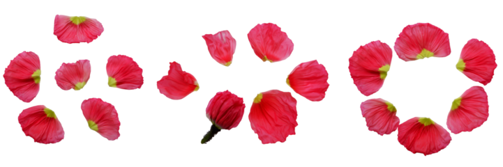 Set of vivid pink petals of poppy flowers. Beautiful pink poppy flower petals collection for design.