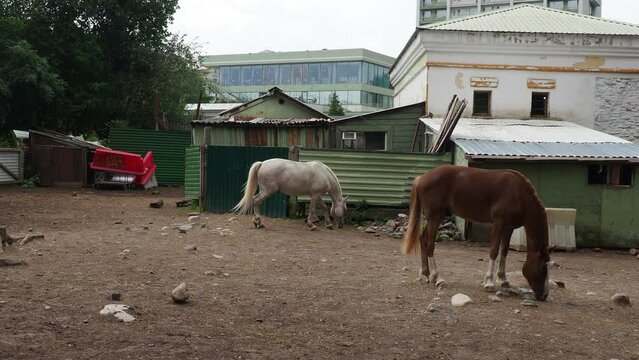 Horse Equus caballus is domesticated, one-toed, hoofed mammal. Black and white horses graze, trample and nibble grass. Equine camp, stable or zoo. Taxonomic family Equidae, subspecies of Equus ferus