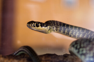 Coluber viridiflavus (Biacco) (Western Wip Snake ).  Sassari. Sardegna, Italia..