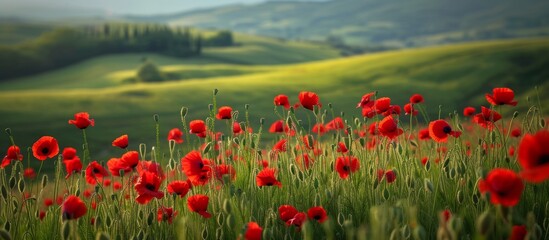 Vibrant Poppy Blooms in a Lush Green Meadow: Capturing the Essence of Tuscany's Poppy-Filled Green Meadow in Picturesque Tuscany