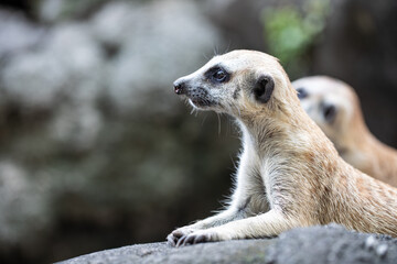 meerkat lies on a stone