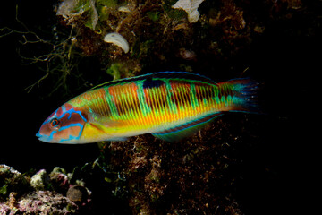 donzella pavonina ( Thalassoma pavo) Capo Caccia, Alghero, Sardinia, Italy.