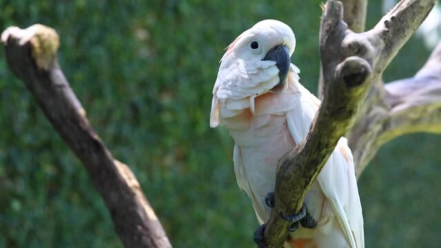 cockatoo in the wild, exotic birds, white parrot, tropics