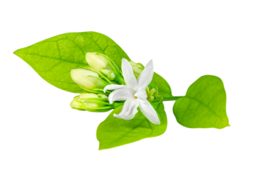 Jasmine flower isolated